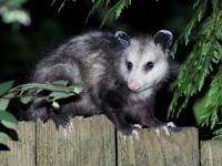 Morris Possum Removal Adelaide image 2